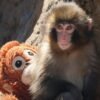 El mono bebé que solo tiene a su peluche