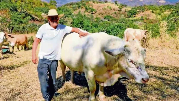 México refuerza combate al gusano barrenador con moscas estériles