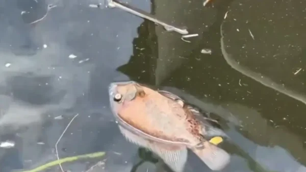 Todo el pescado está contaminado por Dos Bocas: habitantes de Paraíso, Tabasco
