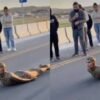 Mujer “therian” se arrastra como serpiente en plena carretera y provoca caos