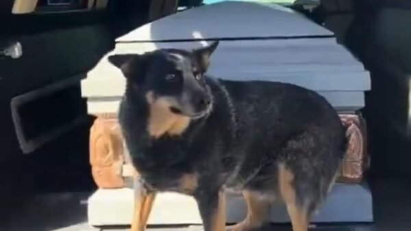 perrito ataúd video