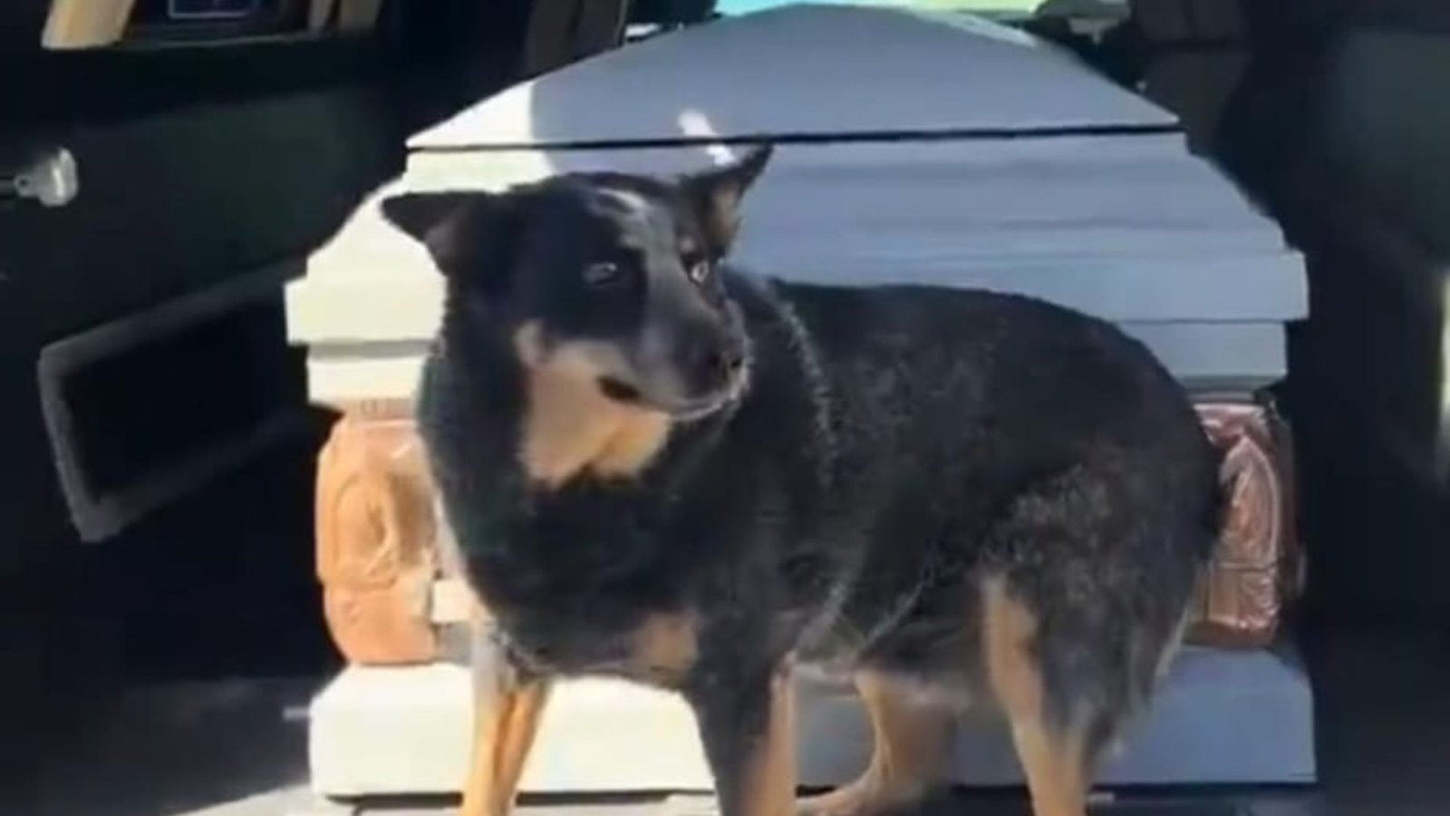 perrito ataúd video