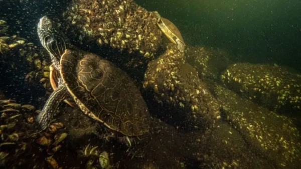 Misteriosa muerte de más de 100 tortugas en Canadá alerta a científicos