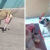 perrita recupera movilidad gracias a creatividad de su familia