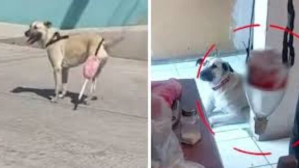 perrita recupera movilidad gracias a creatividad de su familia