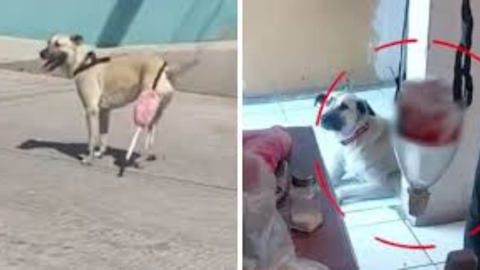 perrita recupera movilidad gracias a creatividad de su familia