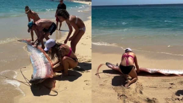 Captan a dos “peces del fin del mundo” en playa de Cabo San Lucas
