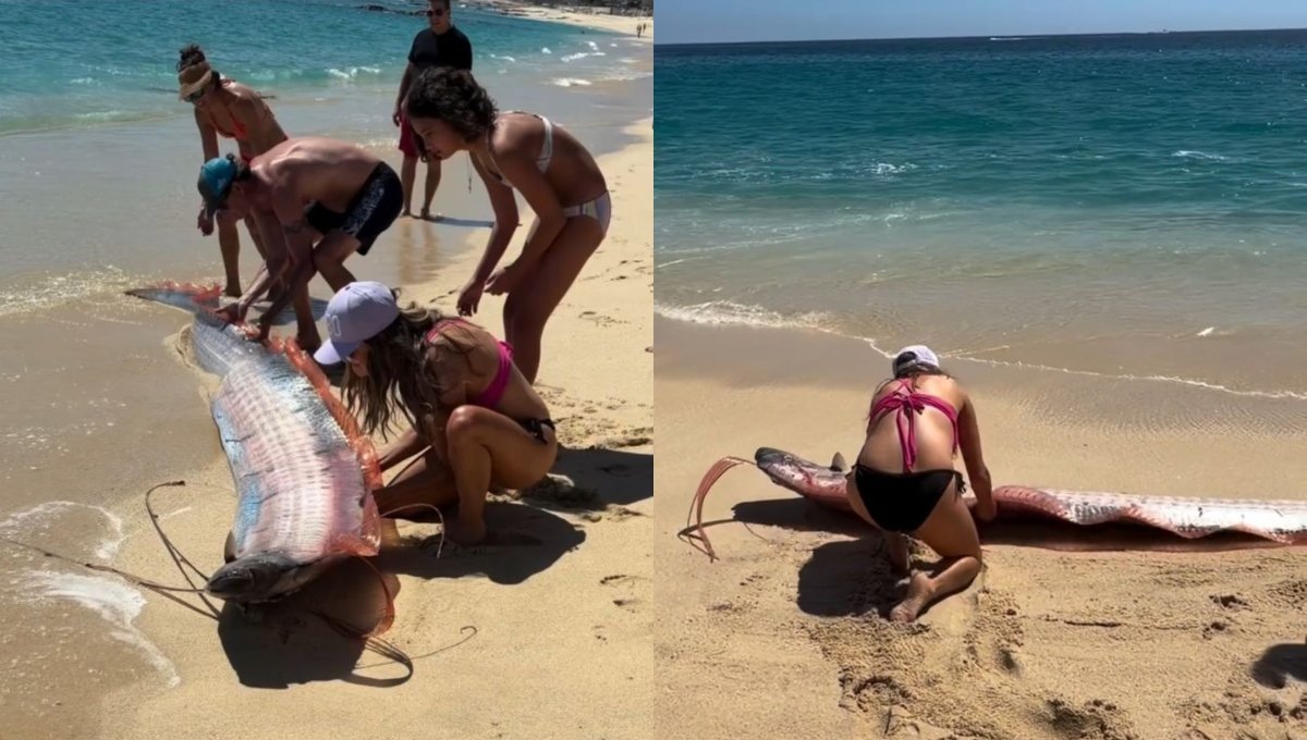 Captan a dos “peces del fin del mundo” en playa de Cabo San Lucas