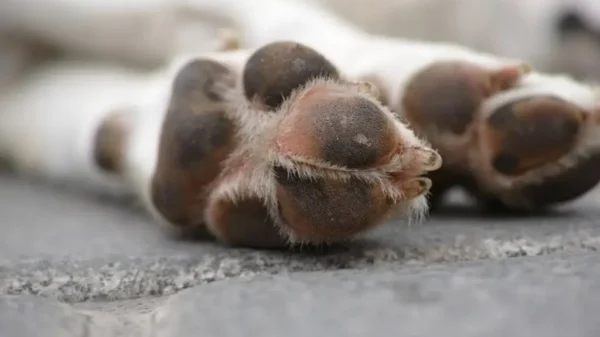 Esta senadora admitió sacrificio de más de 10 mil perros y gatos