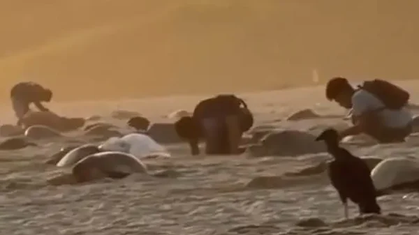 Captan saqueo de nidos de tortuga en santuario de Oaxaca