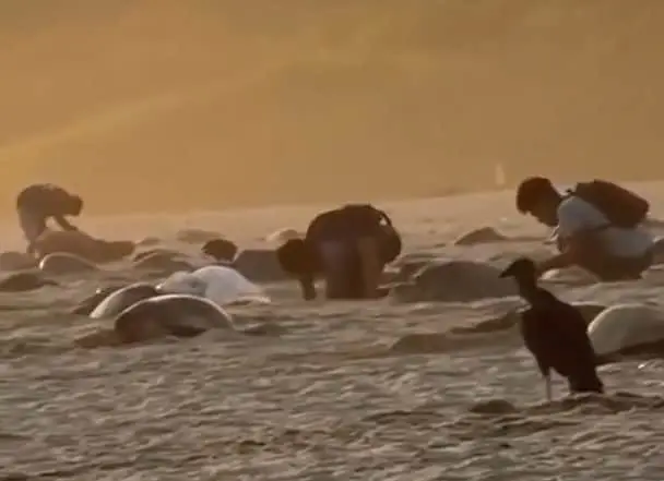 Captan saqueo de nidos de tortuga en santuario de Oaxaca