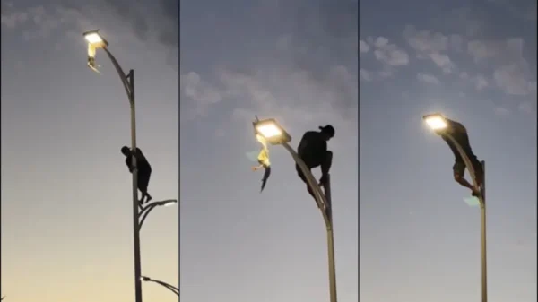 ¡De película! joven arriesga su vida y sube poste en La Paz para rescatar gaviota (VIDEO)