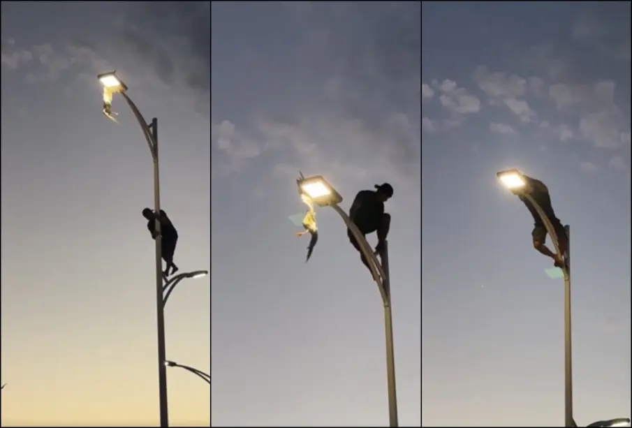 ¡De película! joven arriesga su vida y sube poste en La Paz para rescatar gaviota (VIDEO)