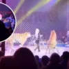 Tigre salta al público en circo de Rusia y desata pánico