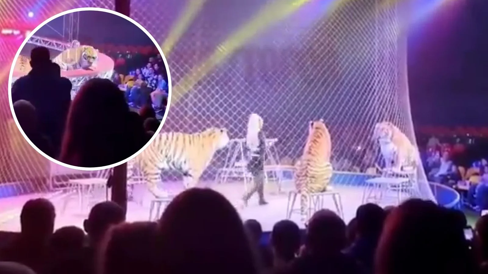 Tigre salta al público en circo de Rusia y desata pánico
