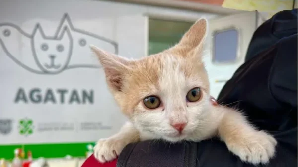 ¿Te van a cobrar por tener mascotas? Esto es lo que sí aplica (y lo que no)