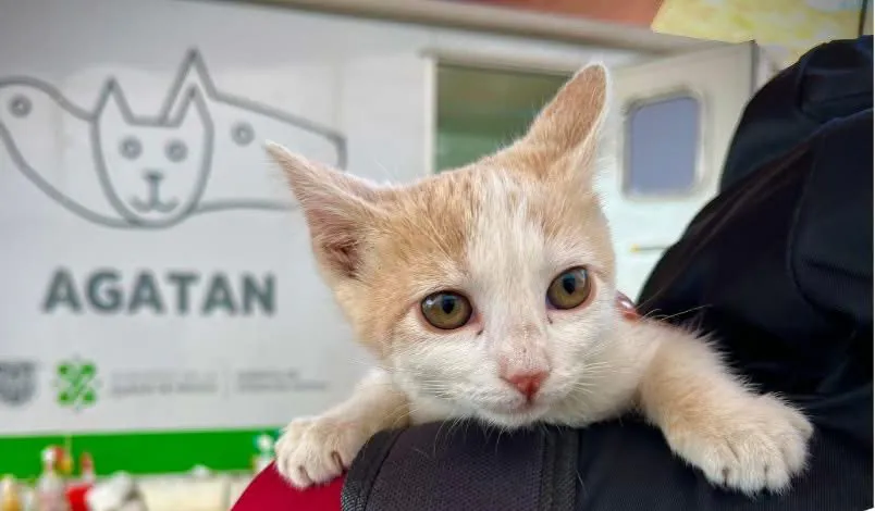 ¿Te van a cobrar por tener mascotas? Esto es lo que sí aplica (y lo que no)