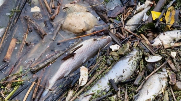 Alarma ambiental: aparecen peces muertos en el Río Pánuco tras derrame en el Golfo