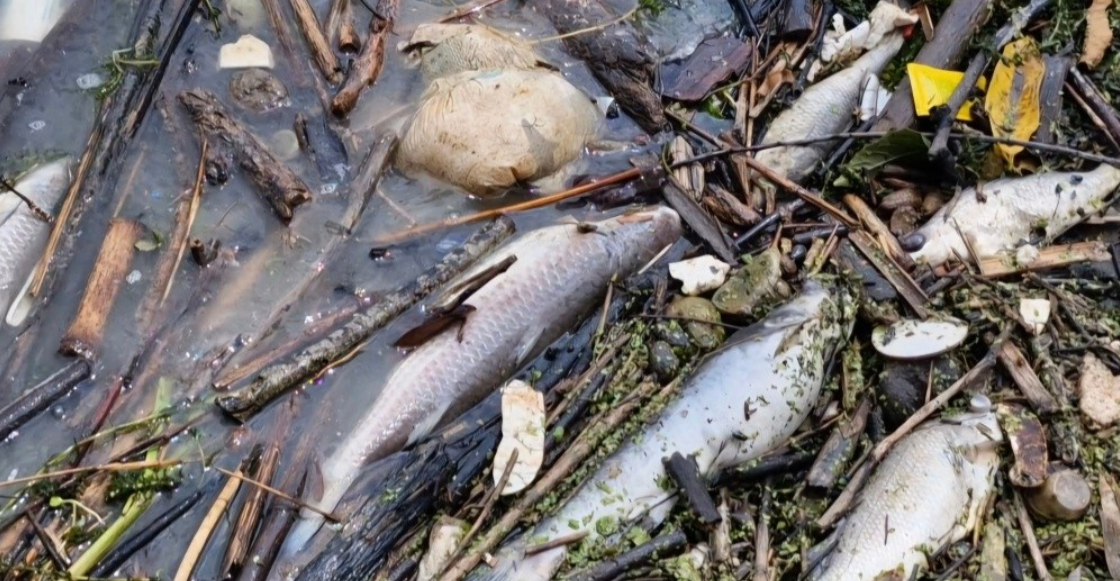 Alarma ambiental: aparecen peces muertos en el Río Pánuco tras derrame en el Golfo