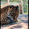 VIDEO: Jaguar prueba hierba y su divertida reacción se vuelve viral en redes