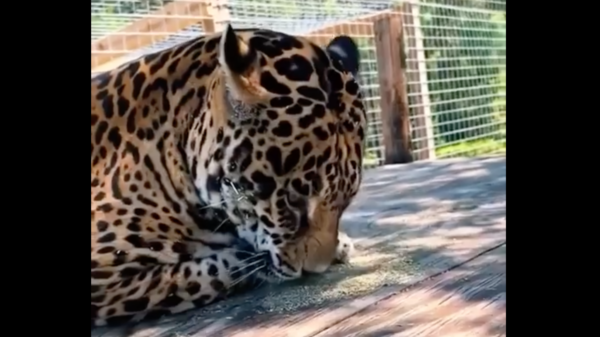 VIDEO: Jaguar prueba hierba y su divertida reacción se vuelve viral en redes