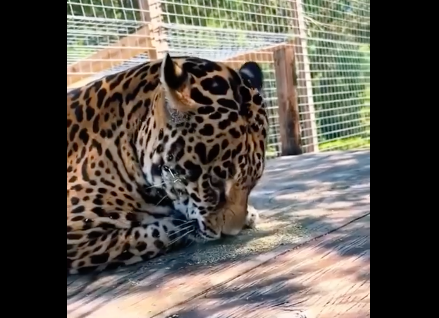 VIDEO: Jaguar prueba hierba y su divertida reacción se vuelve viral en redes