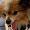 Muere Lazare, el perro considerado el más longevo del mundo: tenía 30 años