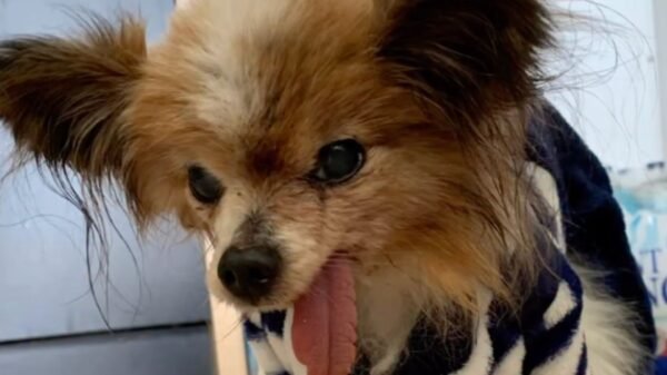 Muere Lazare, el perro considerado el más longevo del mundo: tenía 30 años