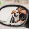 ¿Vas a salir con tu mascota? Evita estos errores que pueden arruinar el viaje