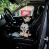 Autos pet-friendly ganan terreno en México