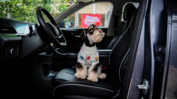 Autos pet-friendly ganan terreno en México