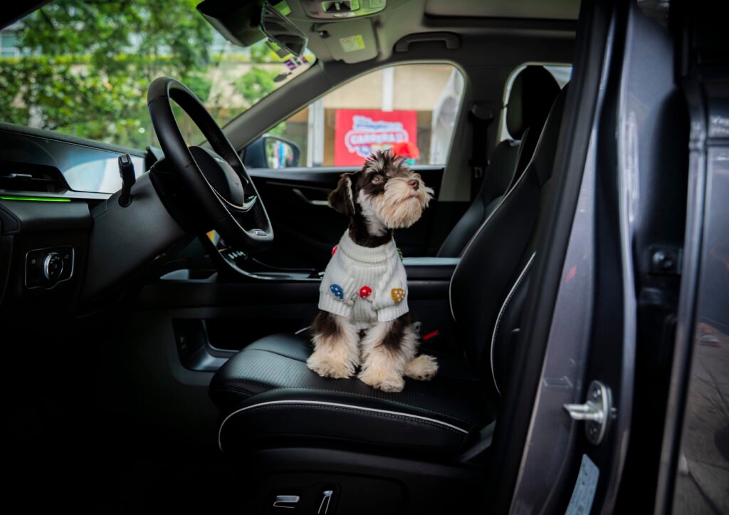 Autos pet-friendly ganan terreno en México