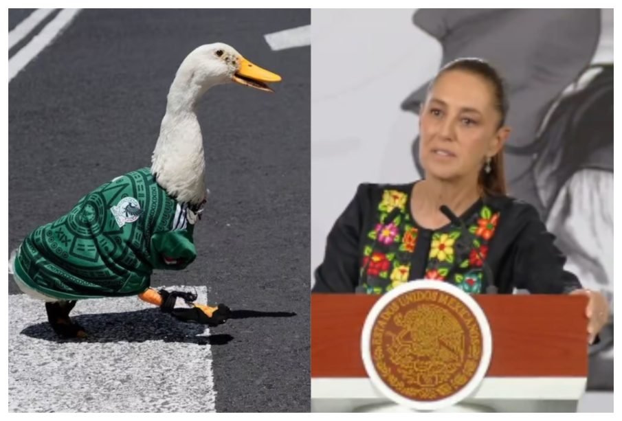 Sheinbaum busca al pato Merlín para invitarlo a la mañanera: “Es un símbolo pequeñito de nuestra cultura”
