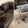 Perrito destruye álbum del Mundial y se convierte en viral (VIDEO)