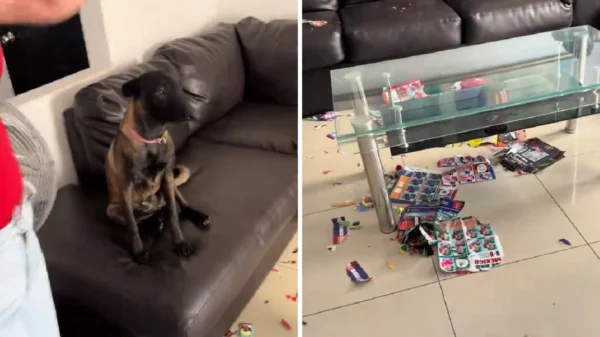 Perrito destruye álbum del Mundial y se convierte en viral (VIDEO)