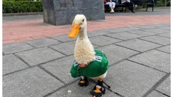 Poncho De Nigris sube la oferta a 800 mil pesos por el famoso Pato Merlín