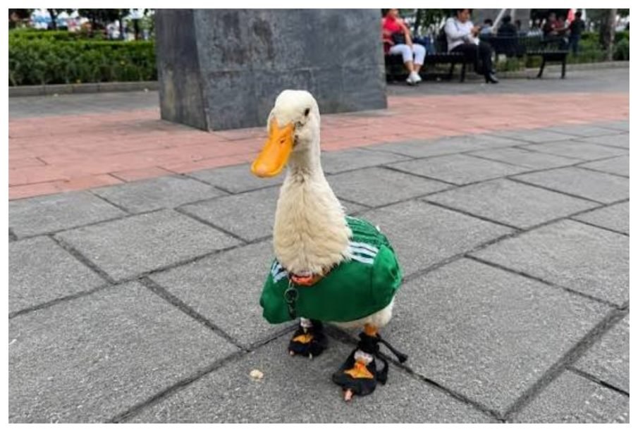 Poncho De Nigris sube la oferta a 800 mil pesos por el famoso Pato Merlín