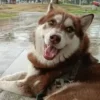 Primero Tabasco, ahora Edomex: perros tendrán derechos a pensión si sus amos se divorcian