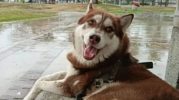 Primero Tabasco, ahora Edomex: perros tendrán derechos a pensión si sus amos se divorcian
