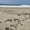 Nuevo derrame de hidrocarburo afecta 4 playas en Salina Cruz, Oaxaca