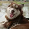 Perro obtiene pensión alimenticia tras divorcio de sus dueños