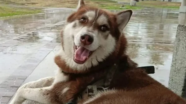 Perro obtiene pensión alimenticia tras divorcio de sus dueños