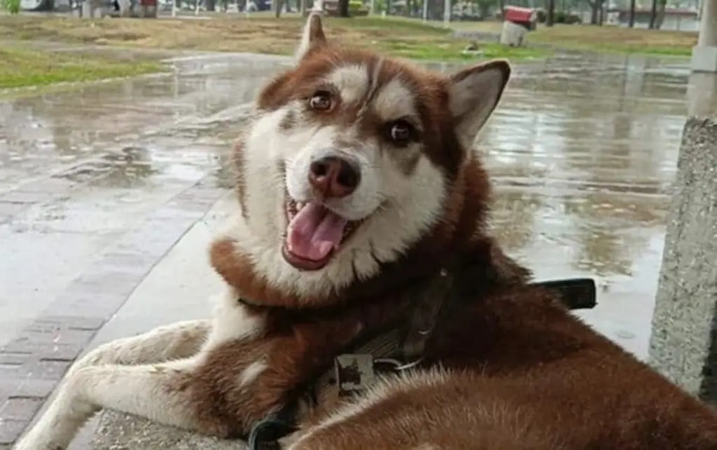Perro obtiene pensión alimenticia tras divorcio de sus dueños