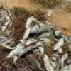 Decenas de peces muertos aparecen en la zona de Punta Caracol, en Puerto Morelos, Q.Roo