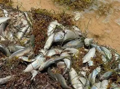 Decenas de peces muertos aparecen en la zona de Punta Caracol, en Puerto Morelos, Q.Roo