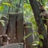 Parque-Museo de La Venta recibe a oso hormiguero como nuevo huésped