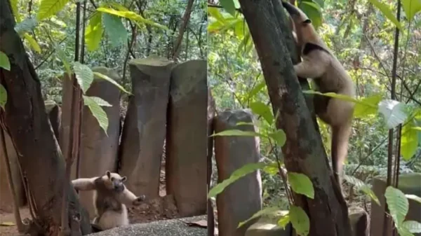 Parque-Museo de La Venta recibe a oso hormiguero como nuevo huésped