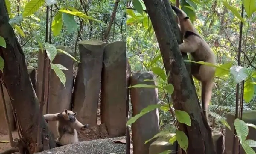 Parque-Museo de La Venta recibe a oso hormiguero como nuevo huésped