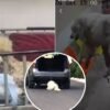 Muere Rocky, el perro arrastrado en Saltillo, pero surgen dudas: ¿era realmente el mismo?