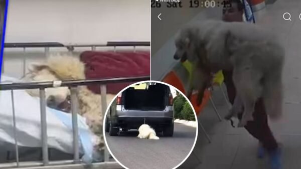 Muere Rocky, el perro arrastrado en Saltillo, pero surgen dudas: ¿era realmente el mismo?